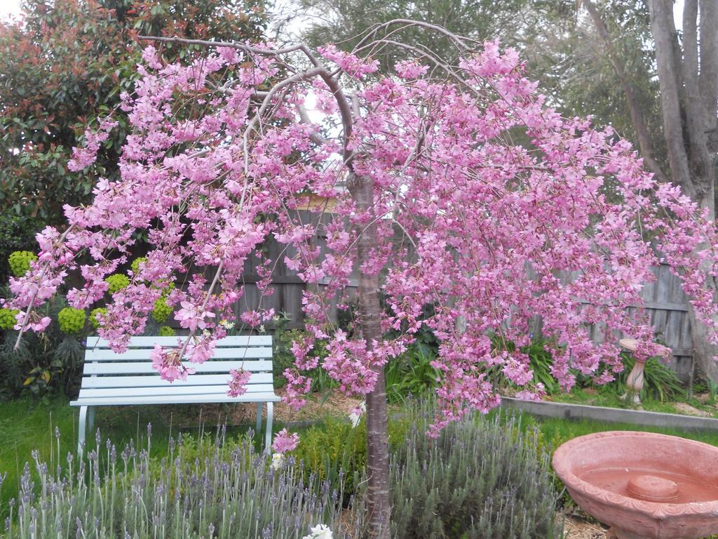 Astley Cottage Daylesford Zimmer foto